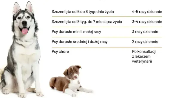 Ile razy dziennie karmić psa? Tabela podpowiada: szczenięta 4-5 razy, dorosłe psy 2-3 razy, chore po konsultacji z weterynarzem.