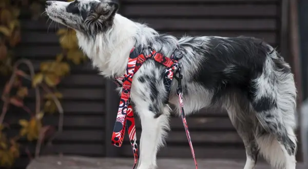 Elegancki border collie w czerwonych szelkach z kolorowym wzorem, gotowy na spacer.