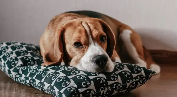 Smutny beagle leży na poduszce z kotkami. Zastanawiasz się nad beagle cena?