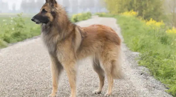 Owczarek belgijski Tervuren, z jego charakterystycznym, czujnym spojrzeniem, stoi na żwirowej ścieżce wśród zieleni i żółtych kwiatów.