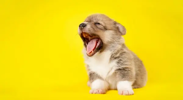 Mały szczeniak corgi ziewa szeroko na żółtym tle. Zastanawiasz się, dlaczego pies zieje? Może jest po prostu bardzo śpiący!