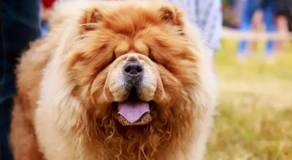 Puszysty chow chow z fioletowym językiem wystawionym na zewnątrz, wygląda jak pluszowa zabawka.
