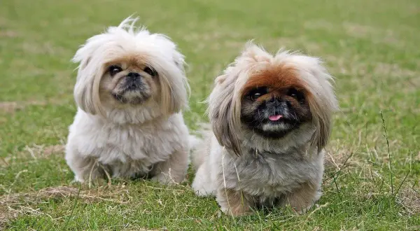 Dwa urocze pieski, shih tzu i pekińczyk, siedzą na trawie, wyglądając na zadowolone.