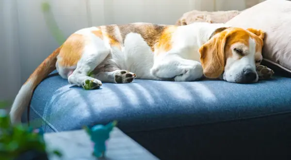 Beagle w głębokim śnie, zwinięty na kanapie. Słoneczne promienie delikatnie muskają jego futro, tworząc ciepłą atmosferę.
