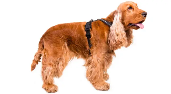 Rudy cocker spaniel w czarnych szelkach, gotowy na spacer.