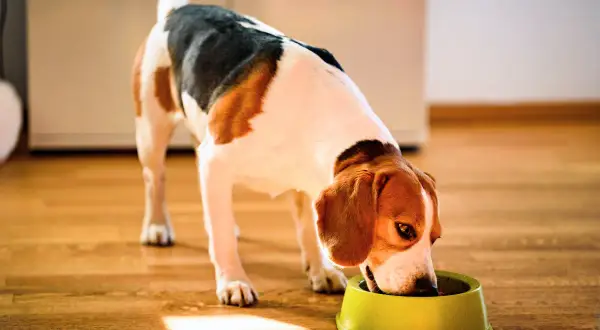 Beagle je z miskami, ale czy pies może jeść kminek? To pytanie nurtuje wielu właścicieli czworonogów.