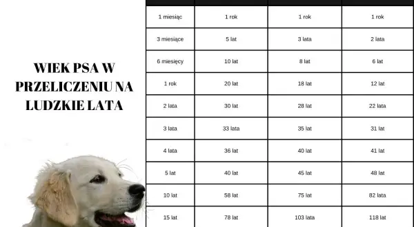 Tabela porównuje wiek psa w ludzkich latach, pokazując jak szybko rośnie golden retriever.