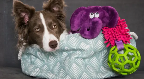 Uroczy border collie w koszu pełnym zabawek: fioletowy słoń, piłka i inne akcesoria dla psa. Idealne zabawki dla border collie.
