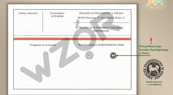 Wygląd rodowodu psa ze Związku Kynologicznego w Polsce. Dokument zawiera dane o psie, jego osiągnięciach i właścicielach.