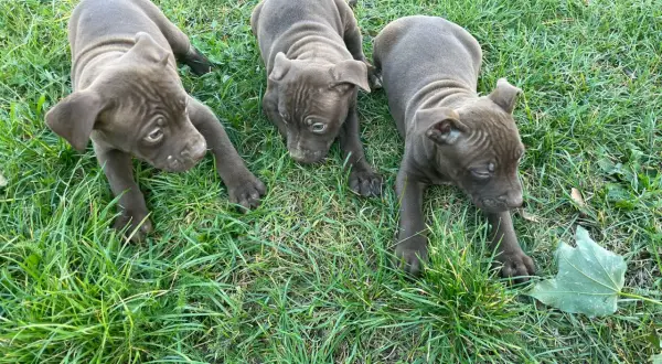 Trzy urocze szczenięta pitbull red nose leżą na trawie, badając otoczenie.