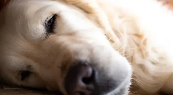 Jak umiera golden retriever - najczęstsze przyczyny i objawy śmierci