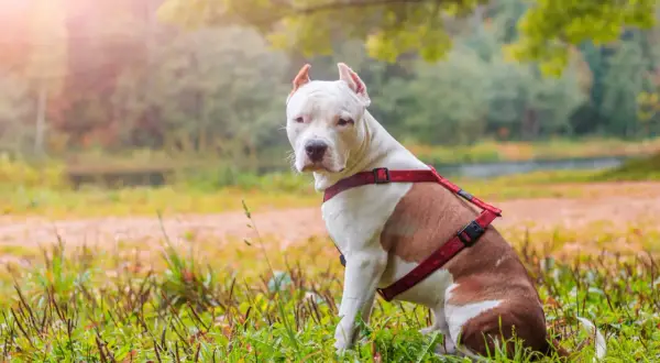 Amstaff red nose w czerwonej uprzęży siedzi na trawie w jesiennym parku.