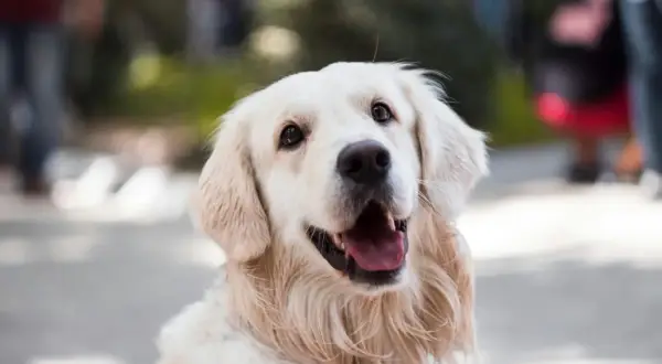 Uśmiechnięty golden retriever z bujnymi, złotymi włosami, które falują na wietrze.