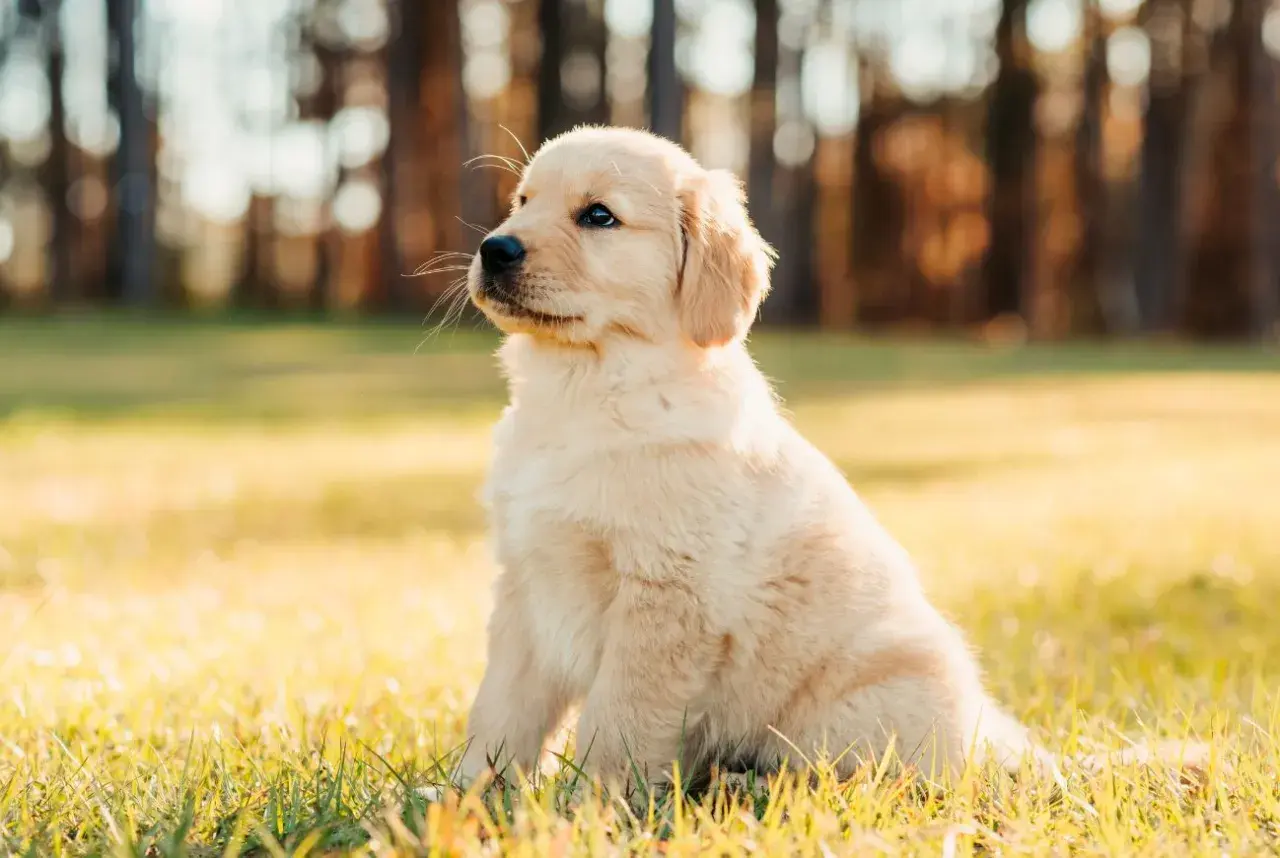 Uroczy szczeniak golden retriever siedzi na trawie. Zastanawiasz się, co może jeść szczeniak oprócz karmy?