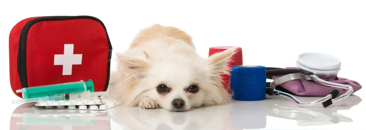 Chihuahua leży obok apteczki, strzykawek i bandaży. Czy woda utleniona szkodzi psu? Zestaw pierwszej pomocy dla zwierząt.
