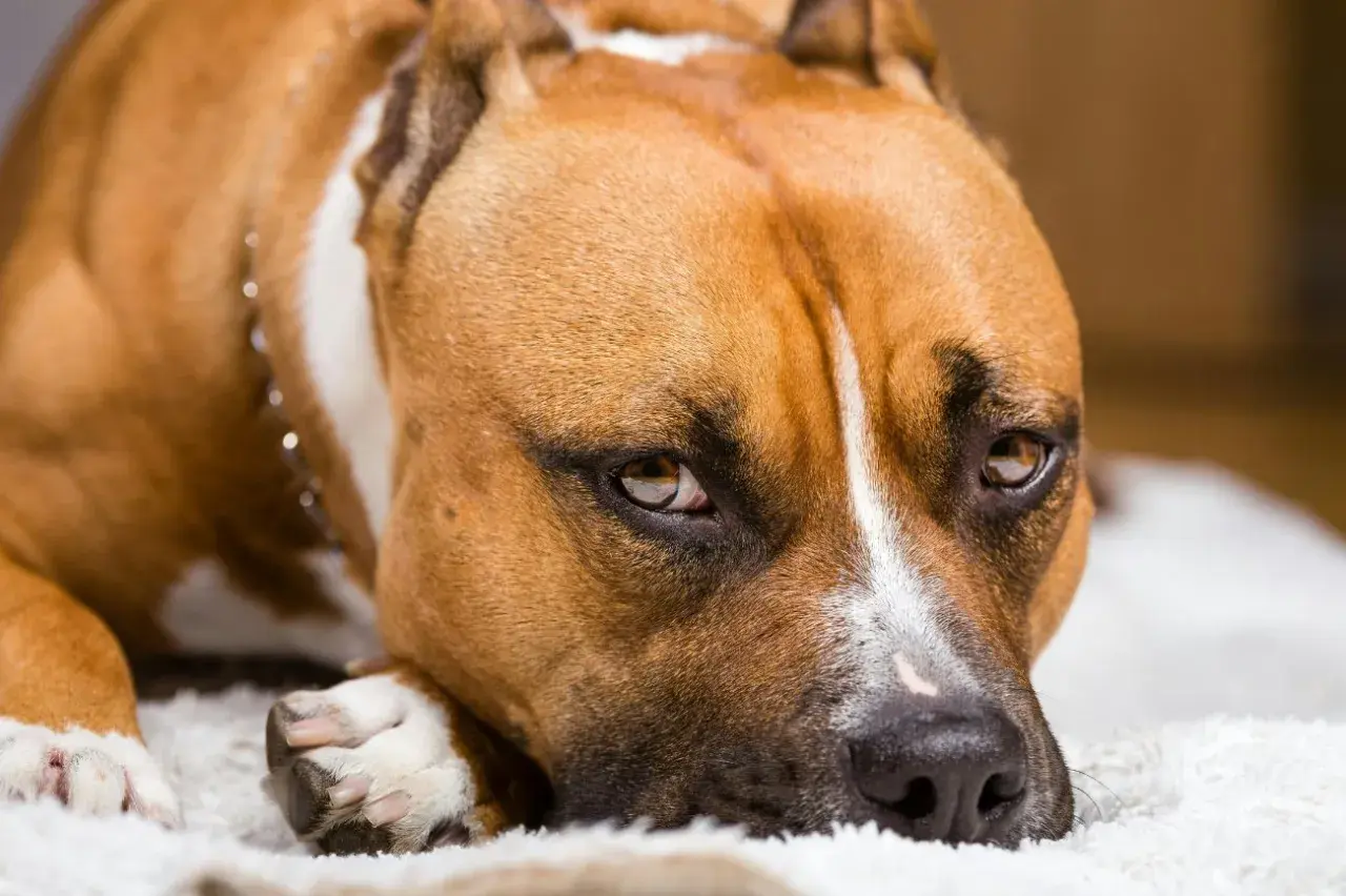 Brązowy pies rasy amstaff, z charakterystycznym białym znaczeniem na pysku, leży spokojnie. Różnice między pitbull a amstaff bywają subtelne.