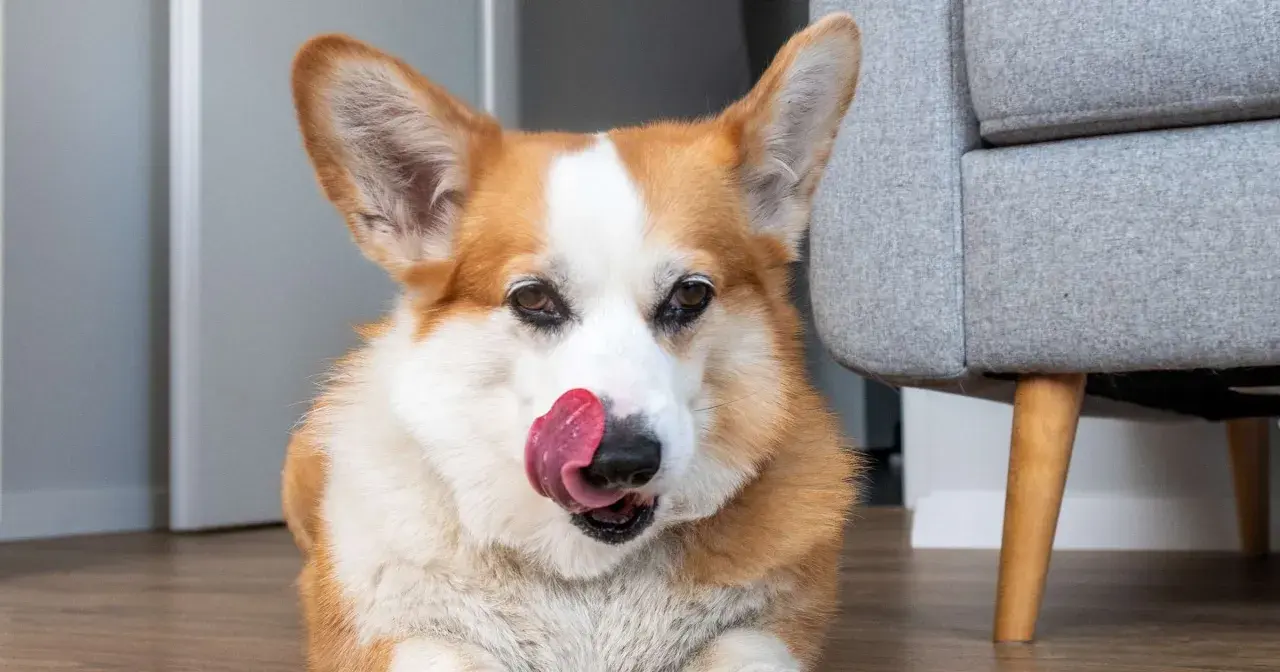 Uroczy corgi z językiem na nosie, zastanawia się, dlaczego pies liże podłogę. Może szuka ukrytego smakołyku?