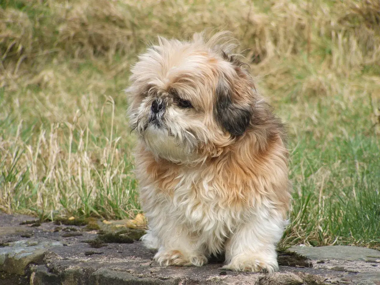 Puszysty piesek siedzi na kamieniu. Zastanawia się, czy kurze łapki dla psa surowe czy gotowane są lepsze.