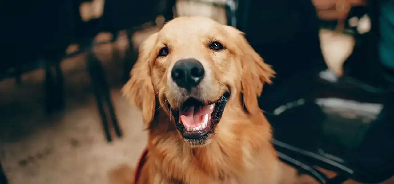 Czy golden retriever linieje intensywnie? Sprawdź, co musisz wiedzieć