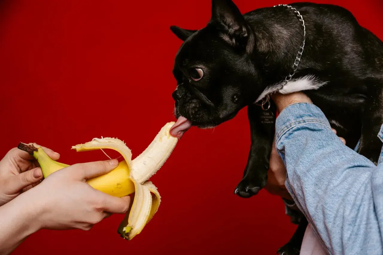 Czarny buldog francuski z językiem sięga po banana. Czy pies może jeść banany? Tak, w umiarkowanych ilościach.