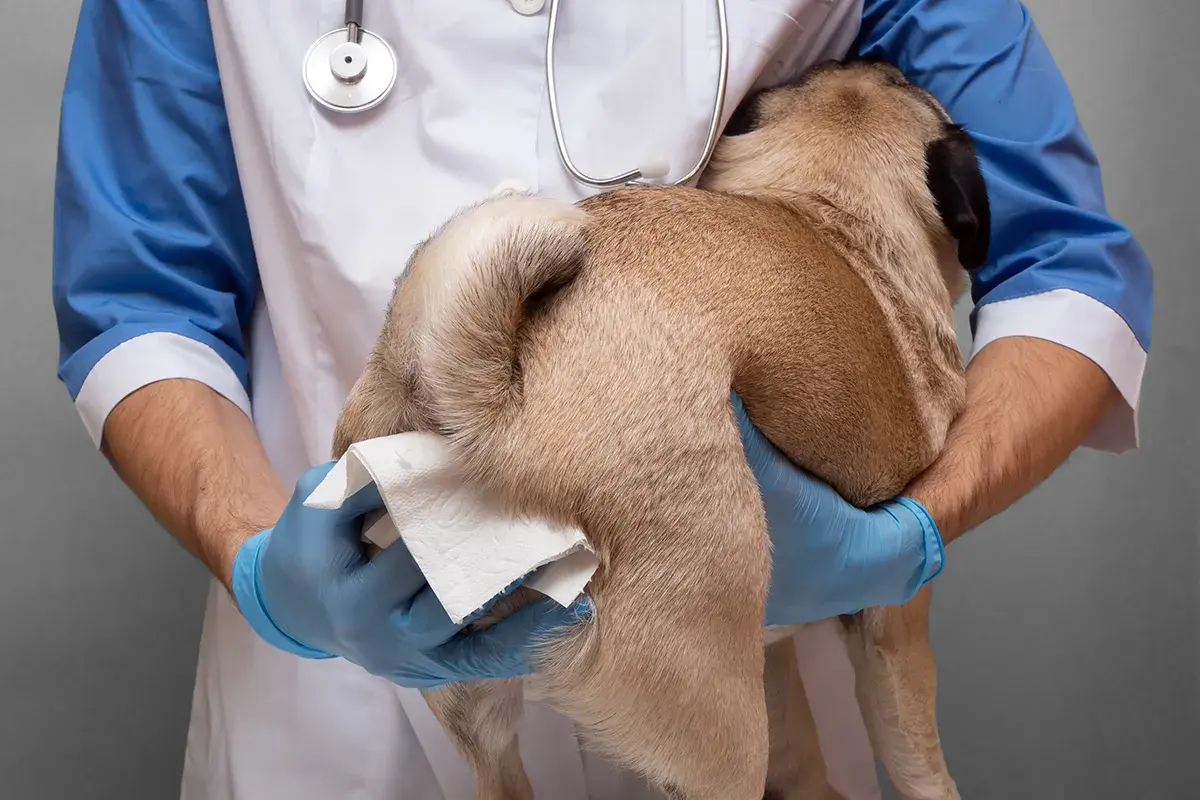Wet wipes used by weterynarz to clean the anal area of a pug.