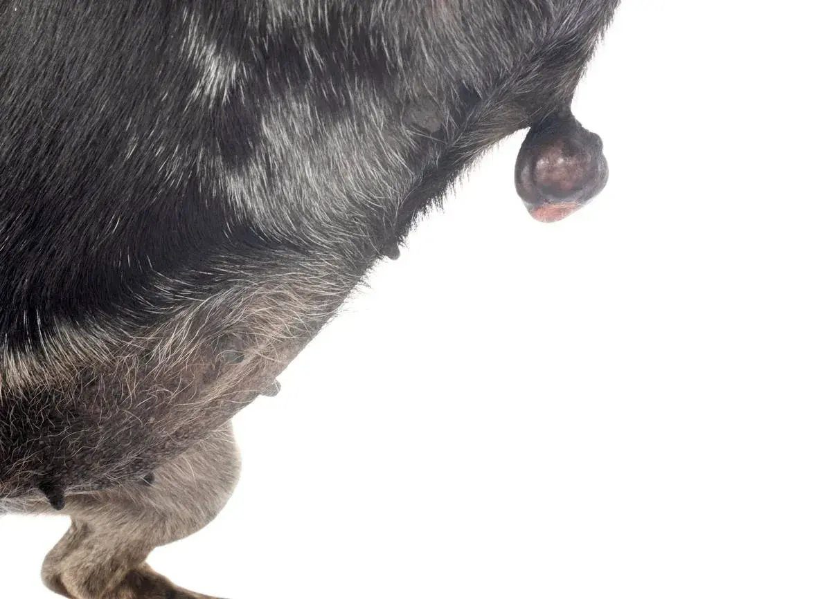 Widoczny guz na skórze psa, prawdopodobnie mastocytoma. Rokowania zależą od stopnia złośliwości guza.