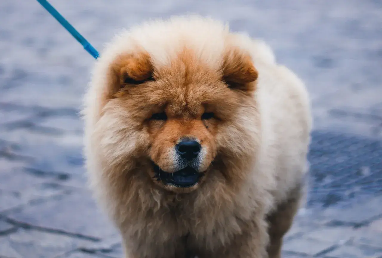 Pies jak miś, puszysty chow chow na spacerze. Jaka to rasa?