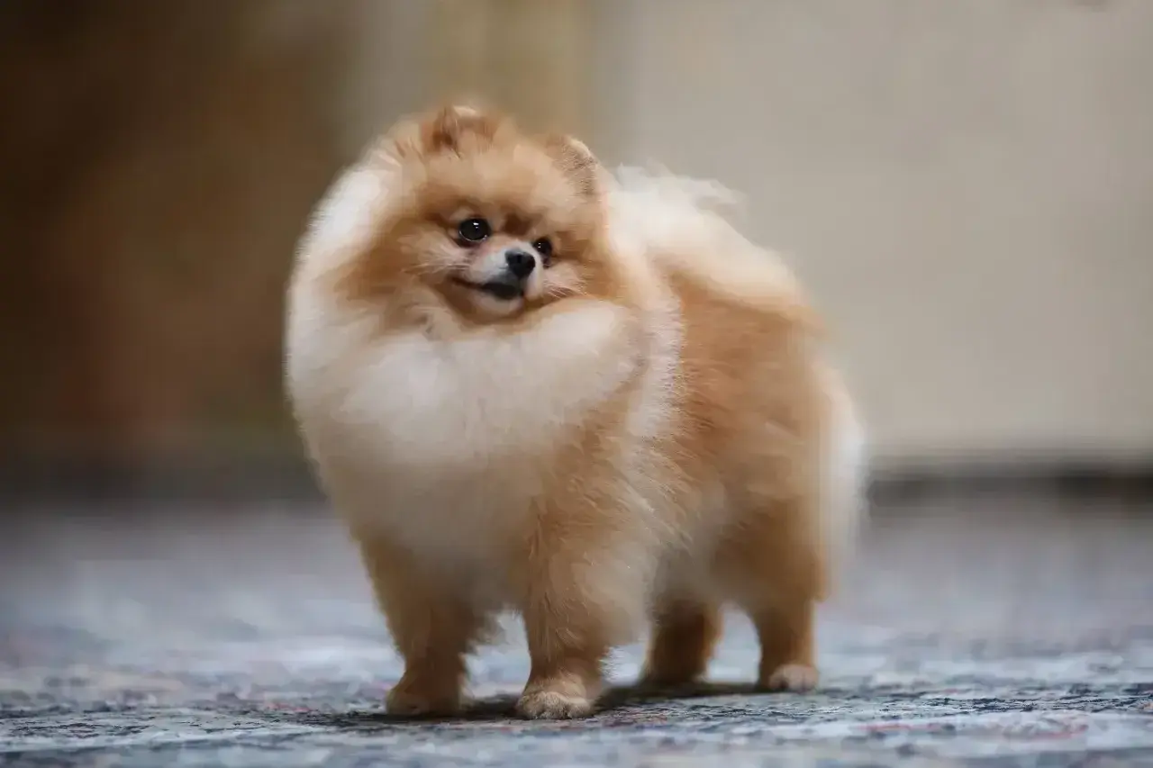 Uroczy pomeranian, którego cena może Cię zaskoczyć. Ten puszysty piesek czeka na nowy dom.