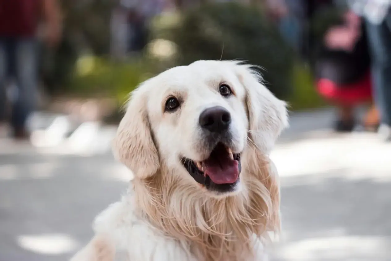 Uśmiechnięty golden retriever z bujnymi, złotymi włosami, które falują na wietrze.