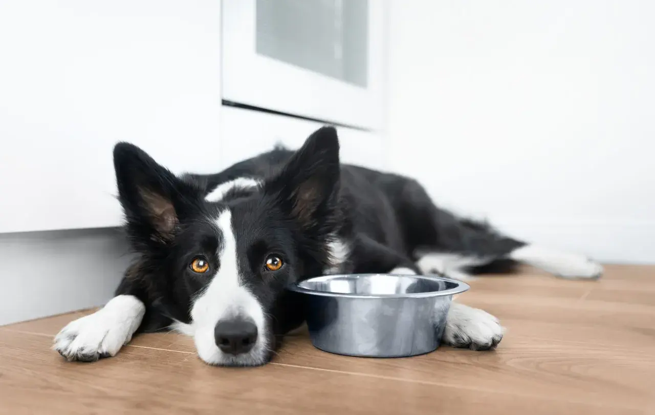 Smutny border collie leży obok pustej miski. Zastanawiasz się nad border collie cena?