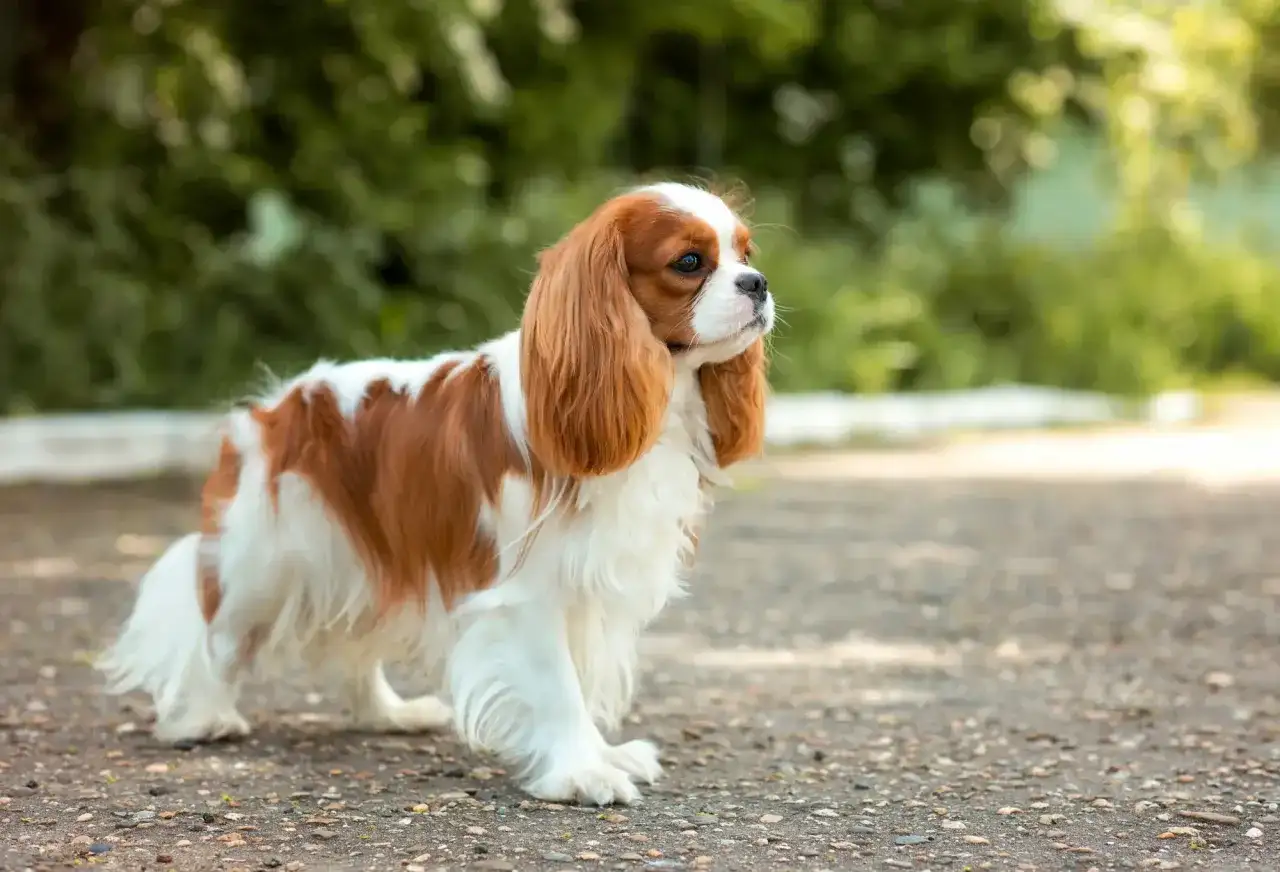 Uroczy piesek rasy cavalier king charles spaniel, o pięknej, dwukolorowej sierści, stoi na ścieżce wśród zieleni.