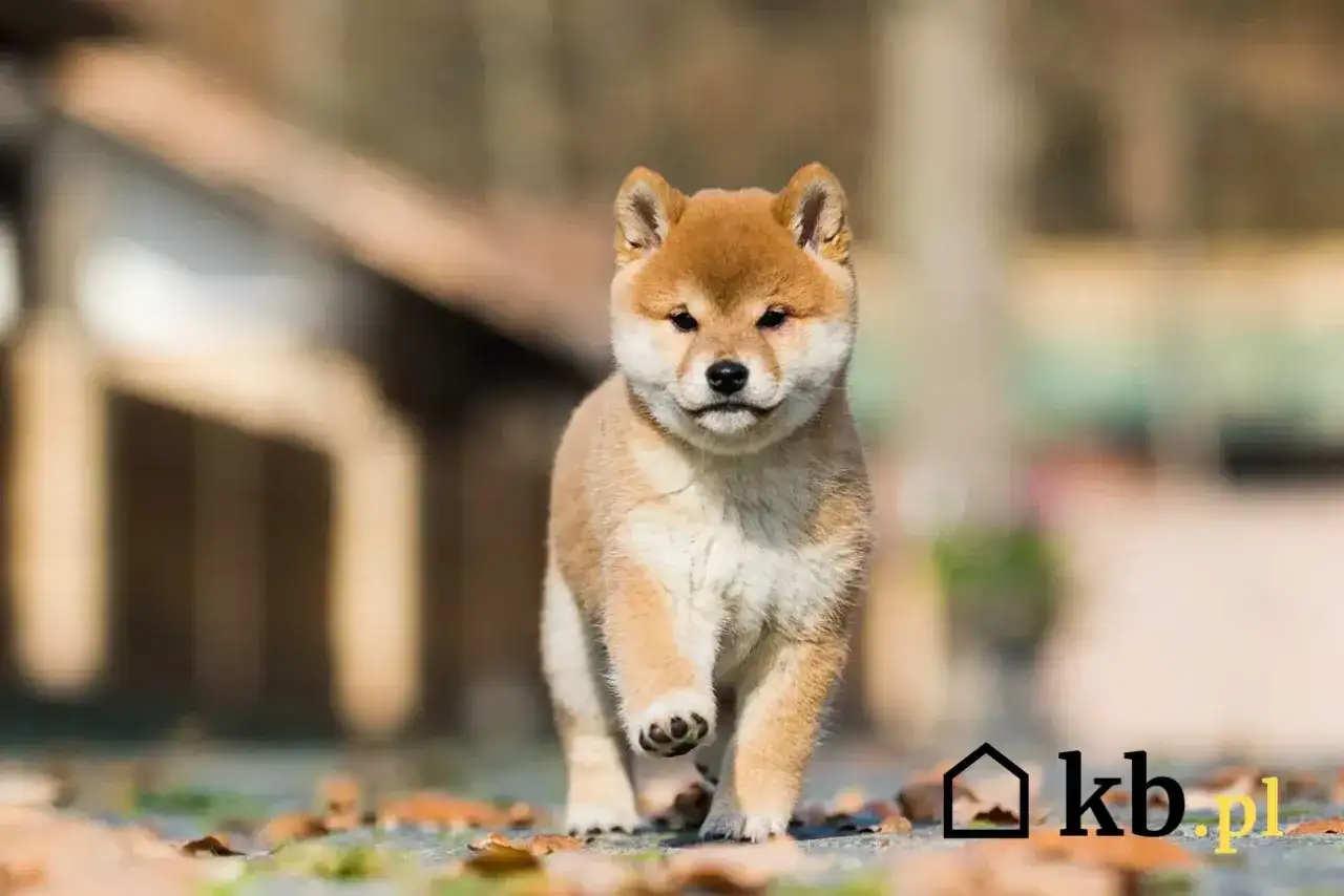 Uroczy szczeniak rasy Shiba Inu biegnie pośród jesiennych liści. Zastanawiasz się, ile kosztuje shiba inu?