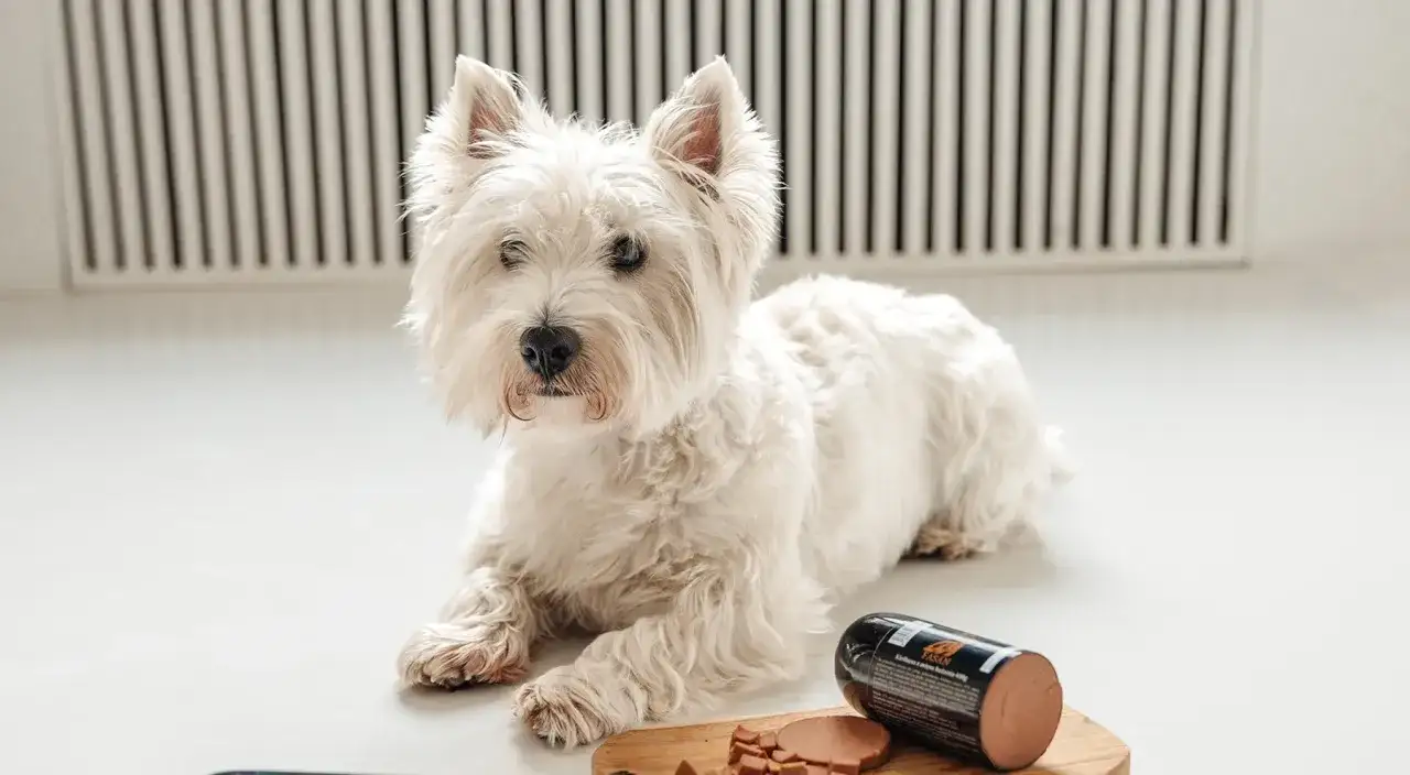 Biały West Highland White Terrier, idealny piesek do mieszkania, leży obok smakołyków.