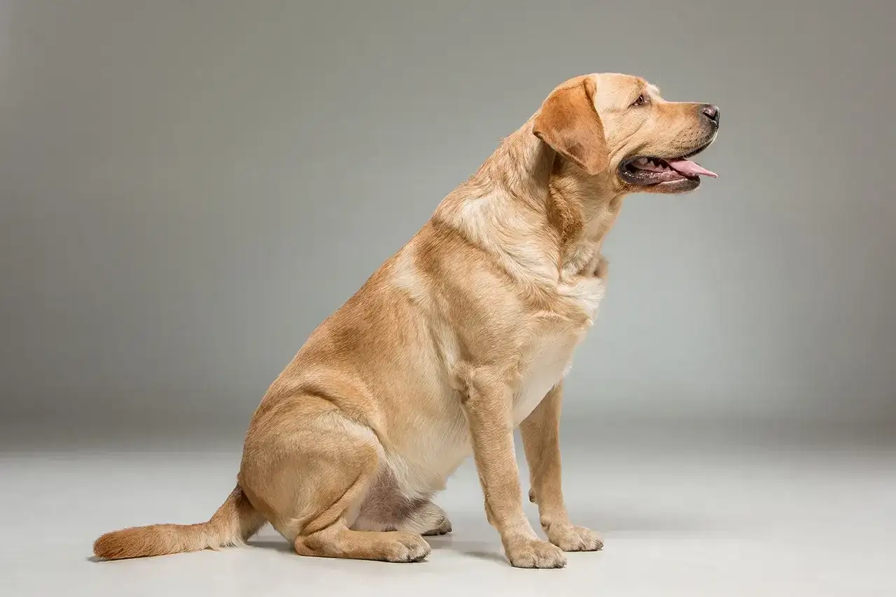 Uroczy biszkoptowy pies rasy labrador siedzi cierpliwie, czekając na smakołyk.