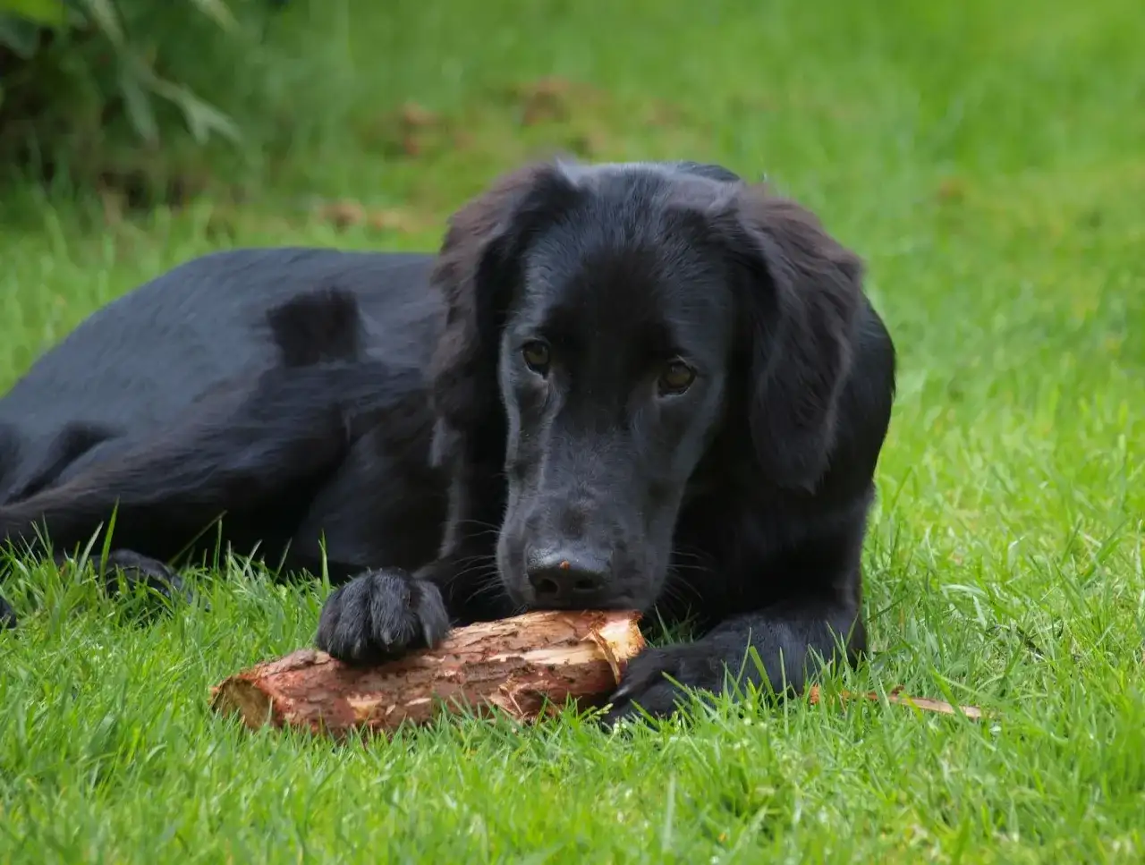 Czarny flat coated retriever gryzie patyk na trawie. Zastanawiasz się nad flat coated retriever cena?