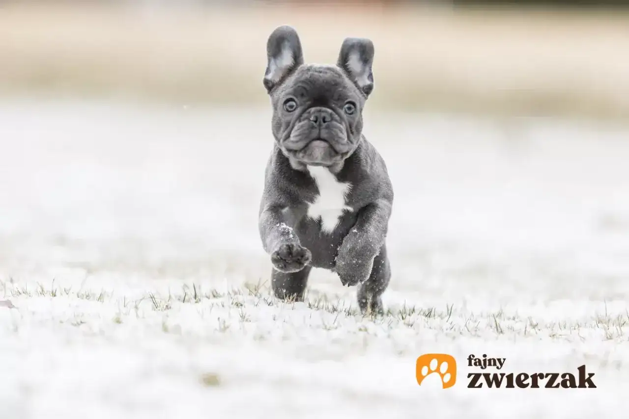 Mały buldog francuski blue biegnie przez śnieg, z radością odkrywając zimowy świat.