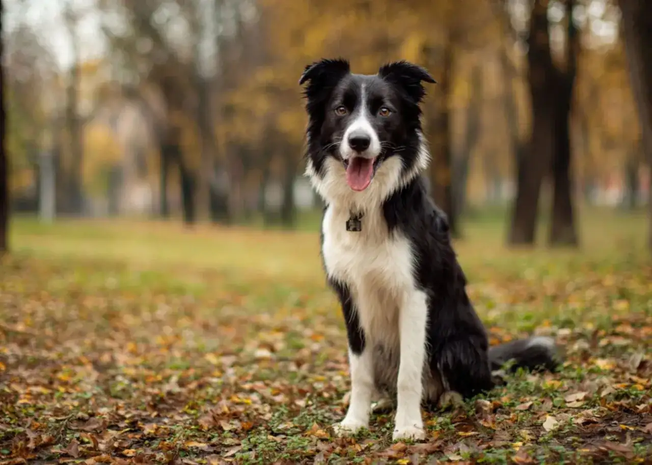 Piękny border collie brązowy siedzi w jesiennym parku, otoczony opadłymi liśćmi.