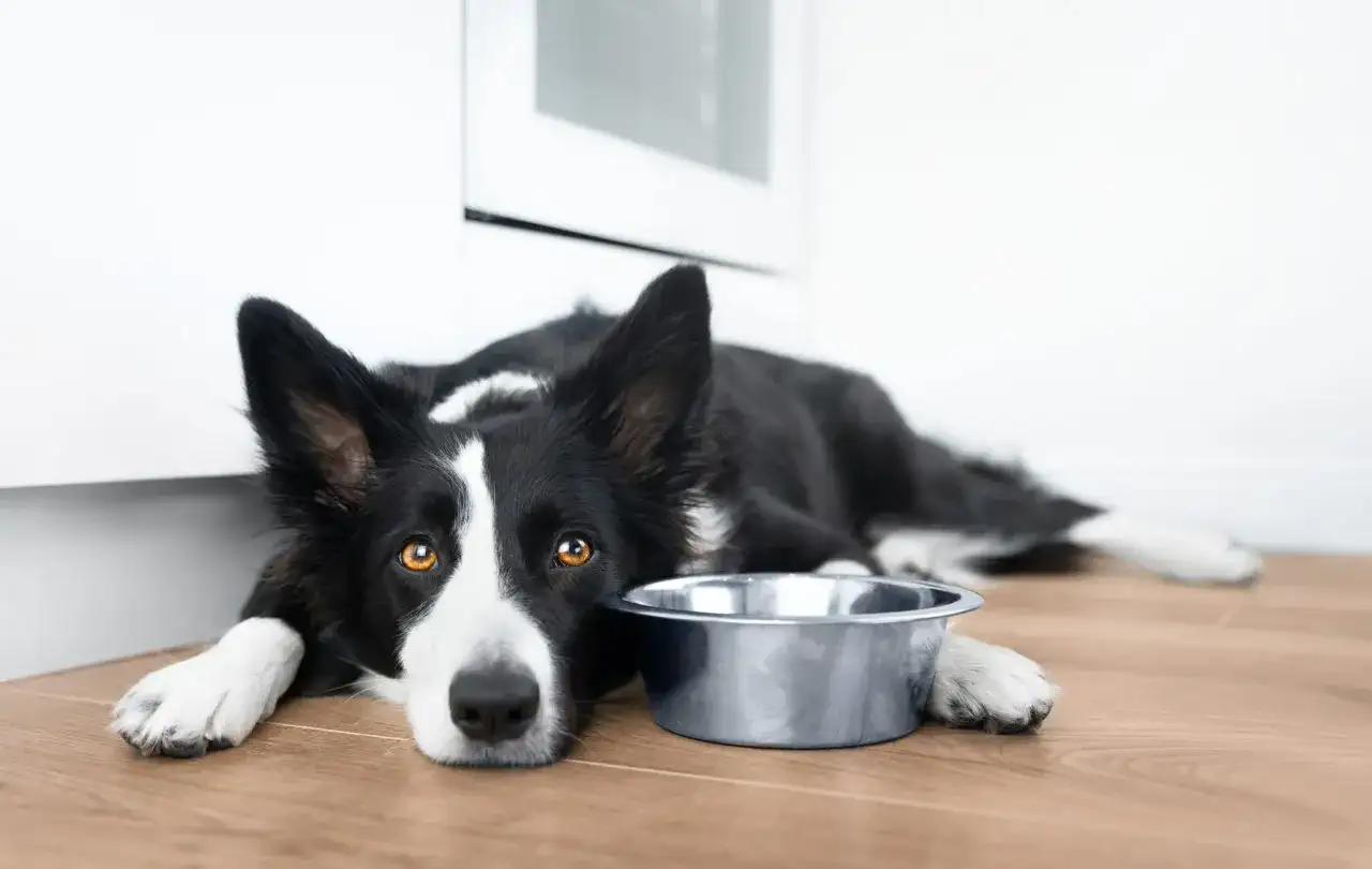 Smutny border collie leży obok pustej miski. Zastanawiasz się nad border collie cena?