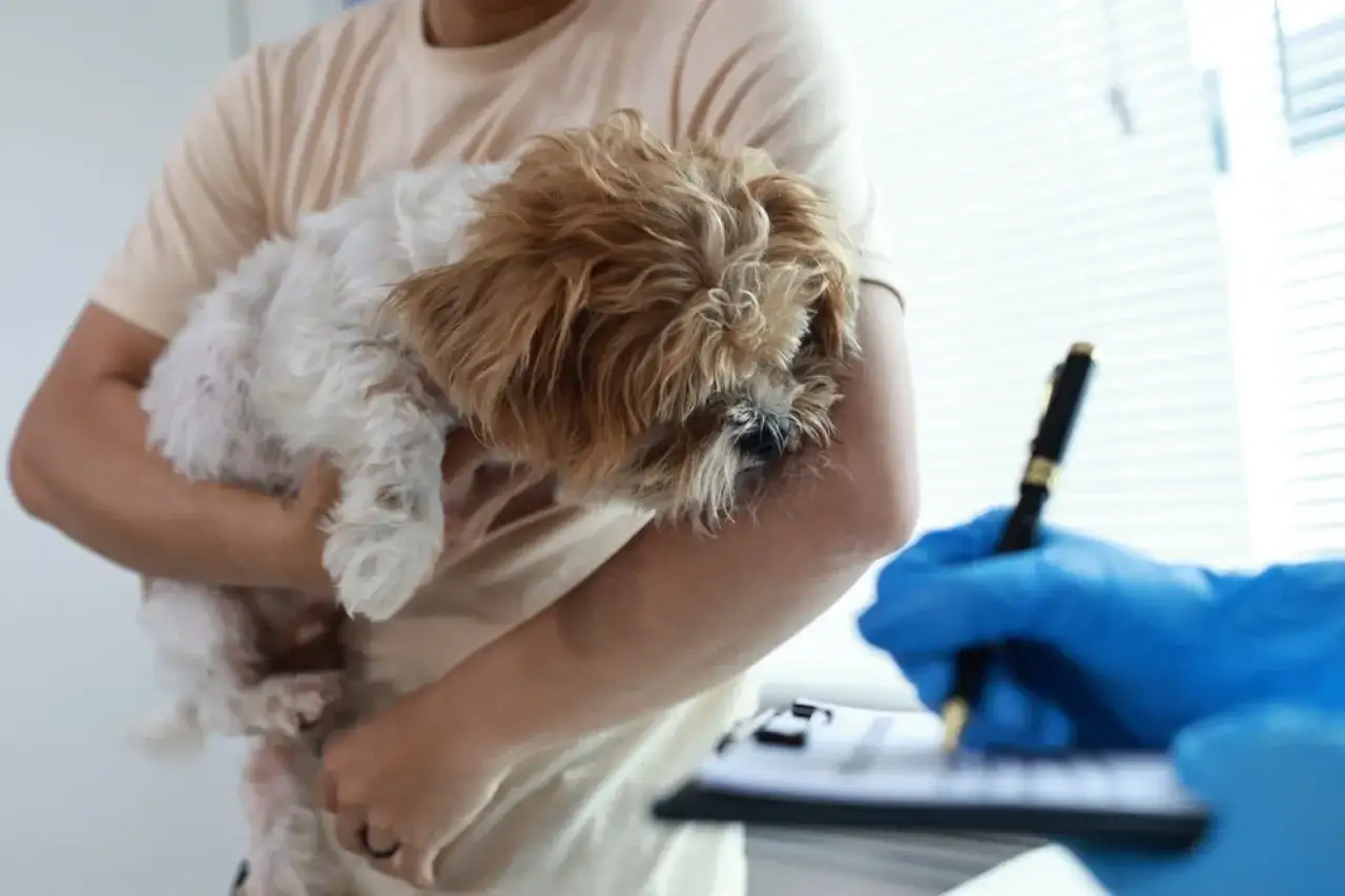 Mały piesek w ramionach właściciela, weterynarz w niebieskich rękawiczkach spisuje dane. Safe-animal rejestracja cena.