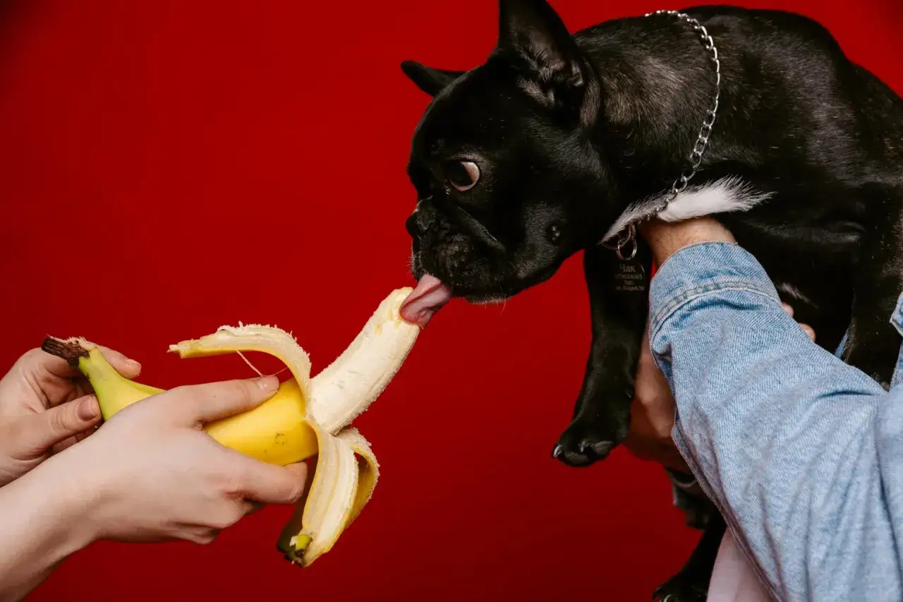Czarny piesek z zaciekawieniem liże banana. Czy pies może jeść banany? Tak, w umiarkowanych ilościach.