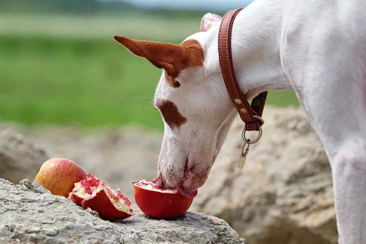Pies z brązową obrożą próbuje jeść granat. Czy pies może jeść granat? Tak, ale z umiarem.
