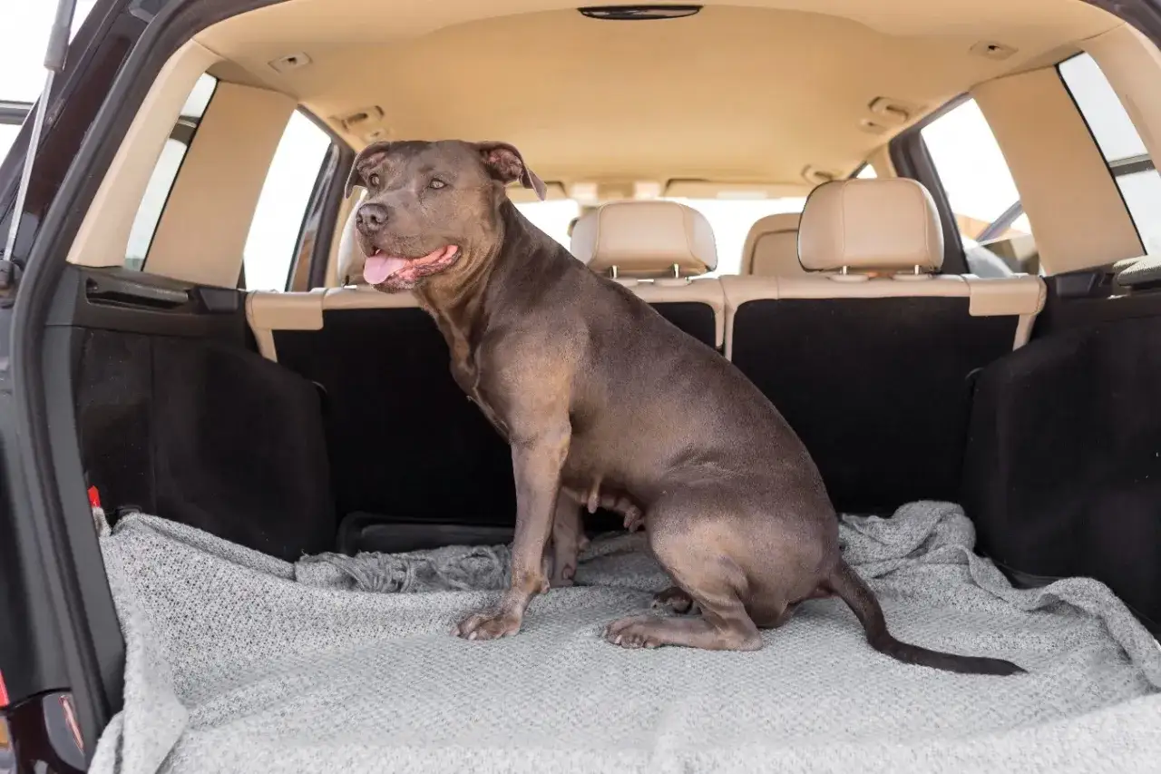 Pies rasy pitbull siedzi w bagażniku samochodu na kocu. Gotowy na podróż, może przyda mu się aviomarin dla psa.