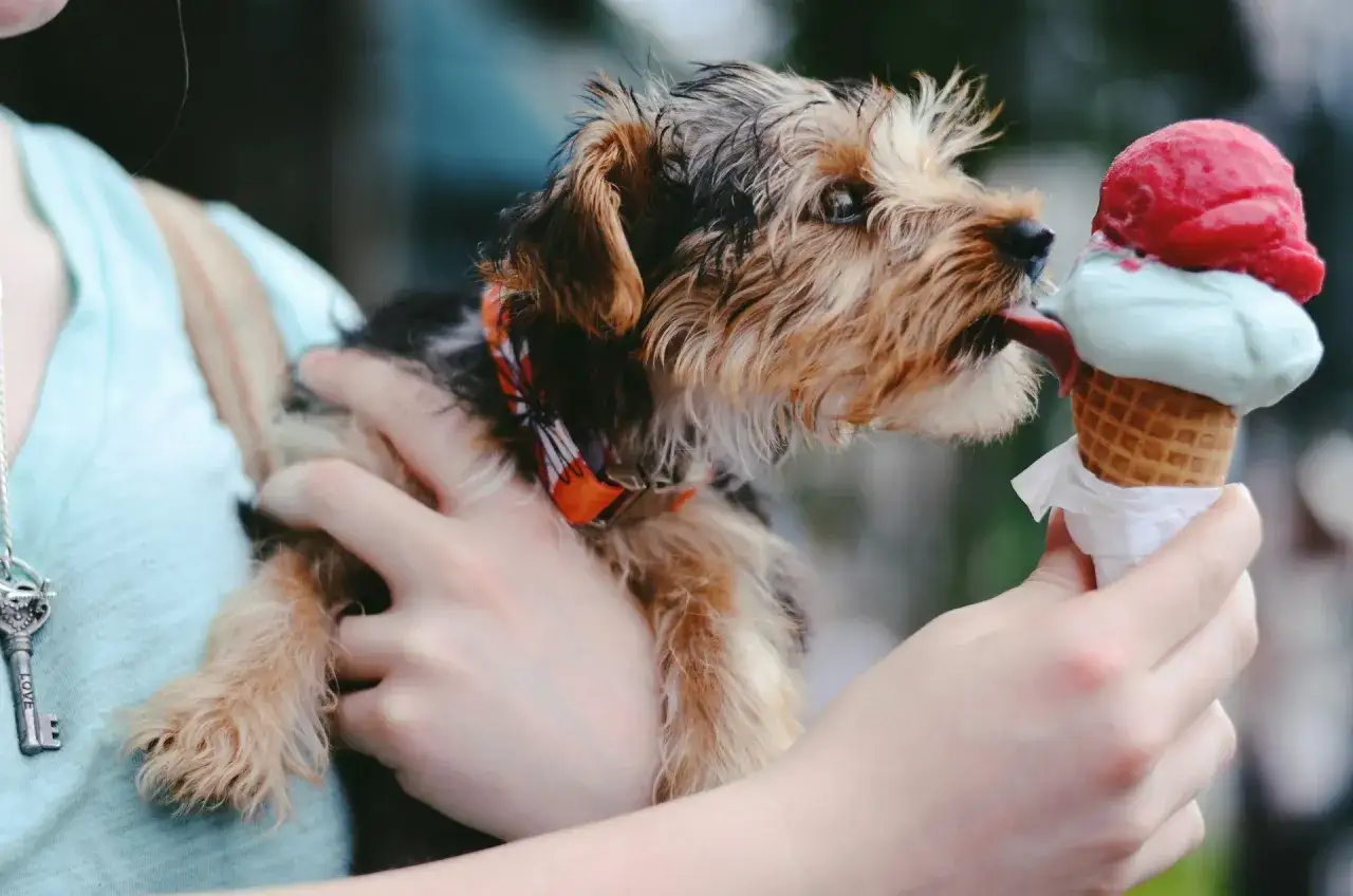 Mały piesek zlizuje lody z wafelka. Czy pies może jeść lody? To pytanie zadaje sobie wielu właścicieli.