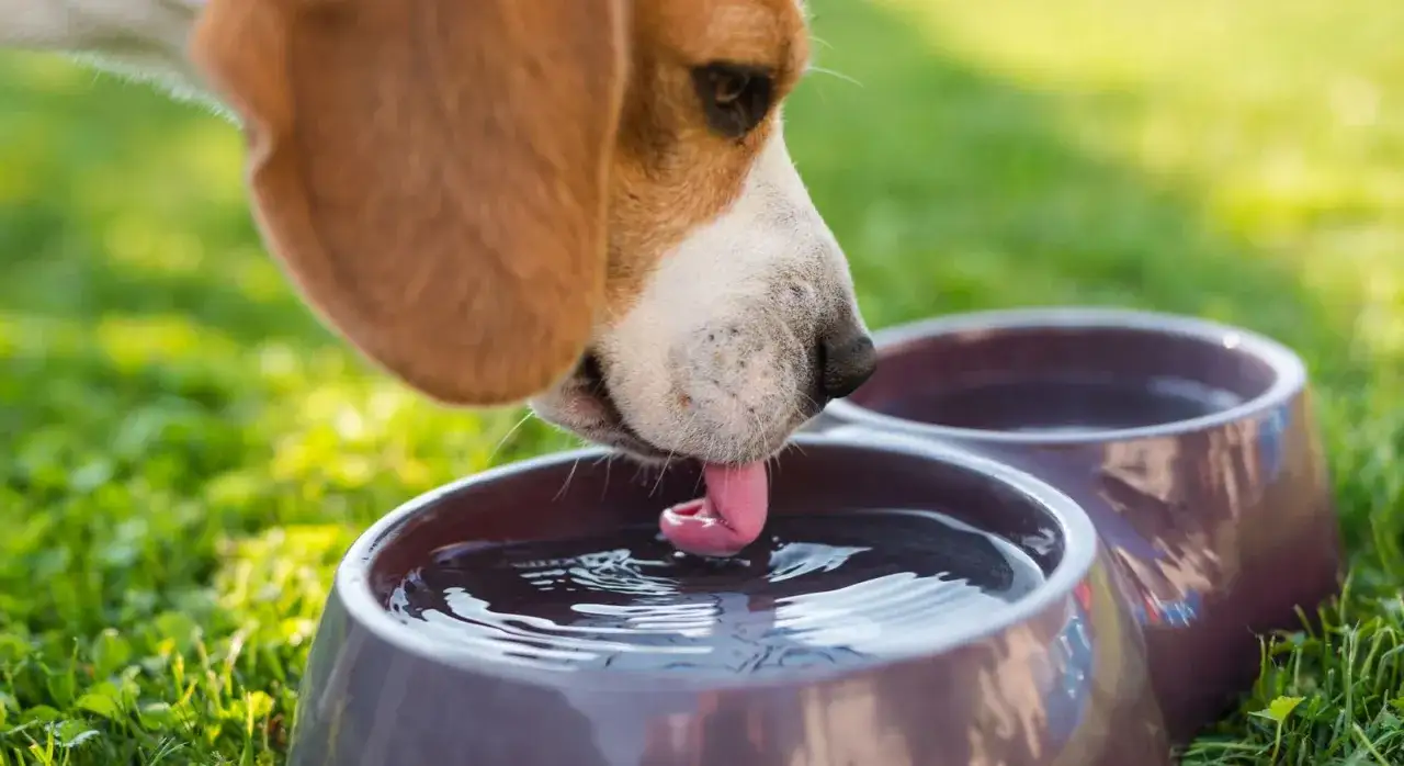 Beagle pije wodę z miski. Ile wody powinien pić pies? To zależy od wielu czynników, ale zawsze powinien mieć dostęp do świeżej wody.