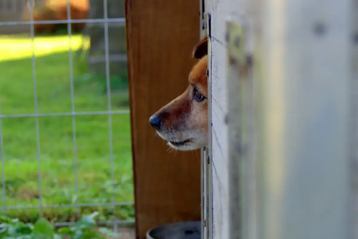 Smutny piesek zagląda z budy, czekając na lepsze czasy. Kiedy można oddać psa do schroniska?