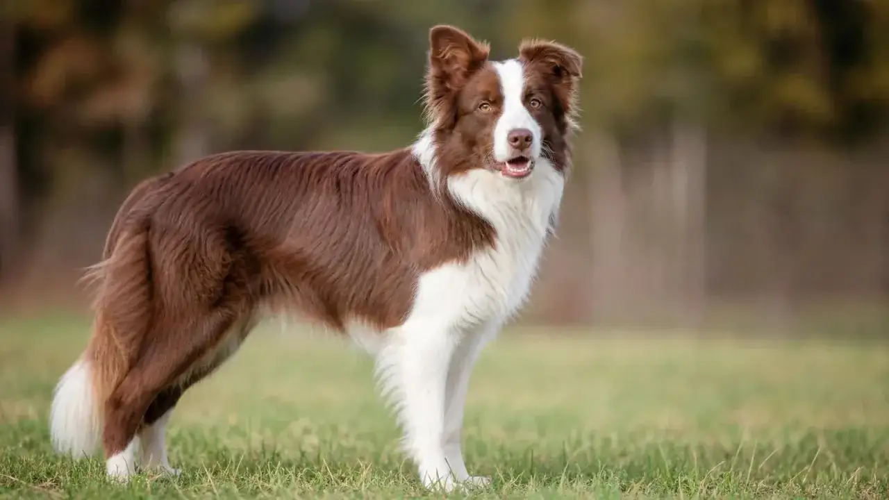 Piękny border collie brązowy z białymi znaczeniami stoi na trawie, gotowy do zabawy.