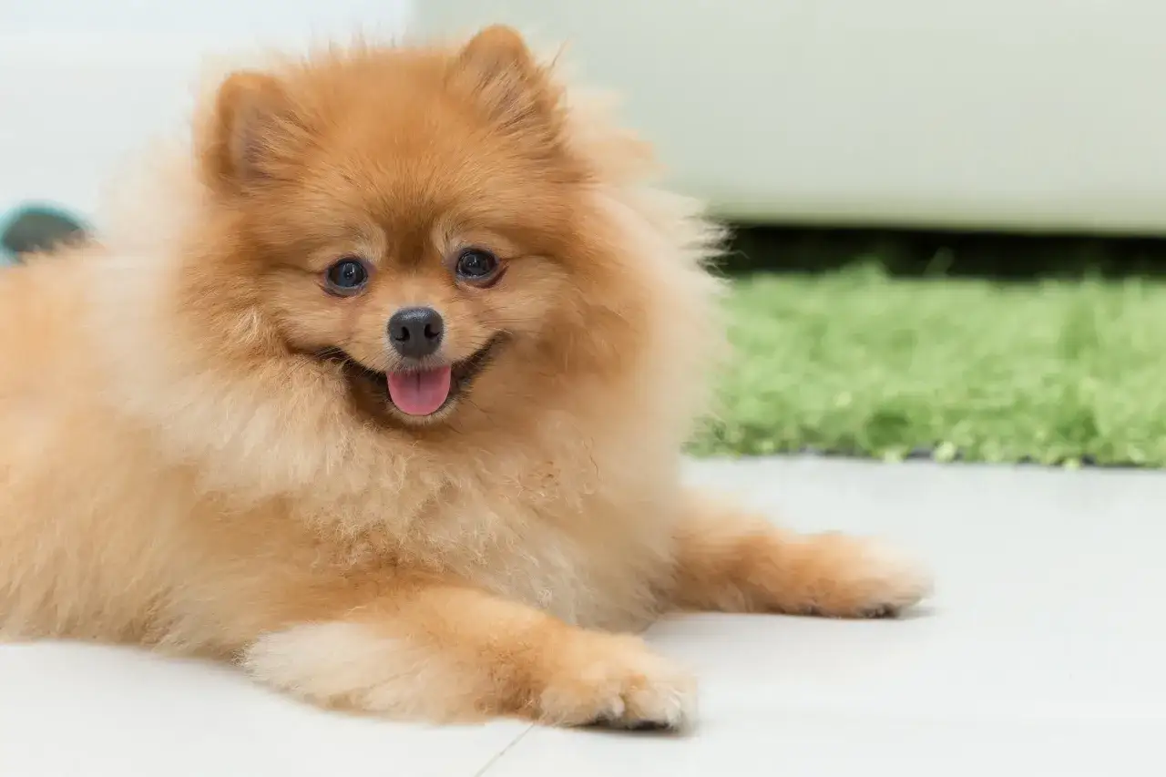 Uroczy pomeranian, idealny towarzysz. Zastanawiasz się nad pomeranian cena? Ten puchaty piesek jest wart każdej ceny!