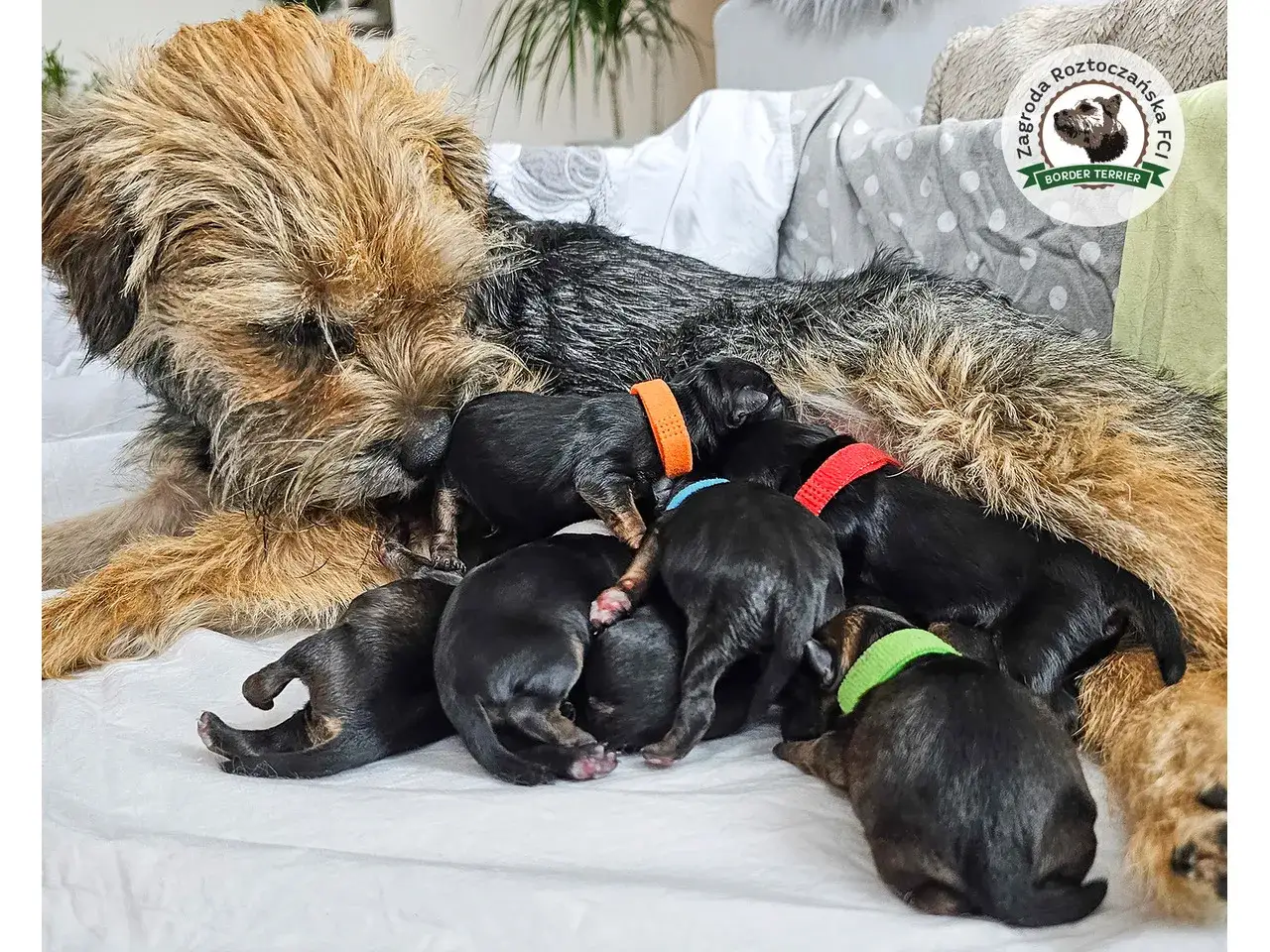 Szczenięta border terrier z hodowli Zagroda Roztoczańska FCI. Zapytaj o border terrier cena.