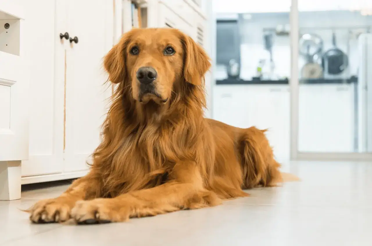 Złocisty golden retriever leży na podłodze, jego gęste, falujące włosy tworzą imponującą grzywę.
