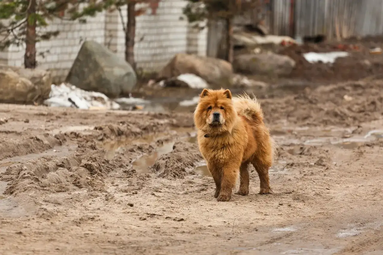 Puszysty chow chow o rudym futrze stoi na błotnistej drodze, emanując spokojnym charakterem.